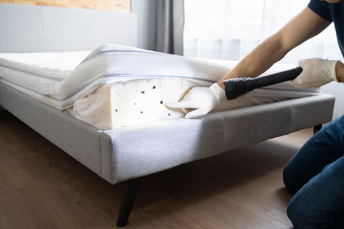 L'invasion des punaises de lit : Comment éviter d'en rencontrer dans les transports en commun ?