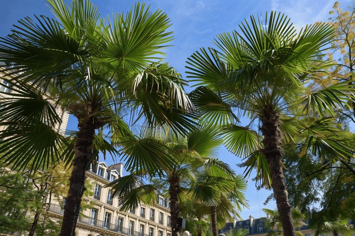 Les palmiers de la Concorde à Paris : question de légalité sur l'installation par la municipalité